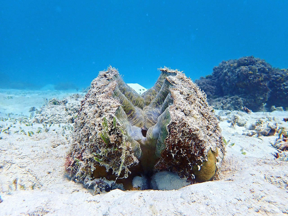 Giant clam Holy water font  Shell Hippopus hippopus Vanuatu